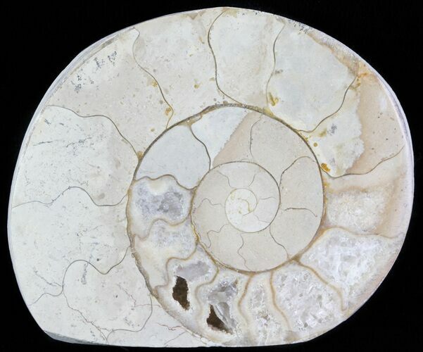 Cut and Polished Lower Jurassic Ammonite - England #62561